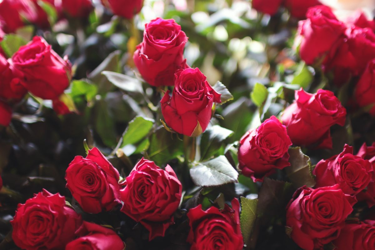 solo valentine's day